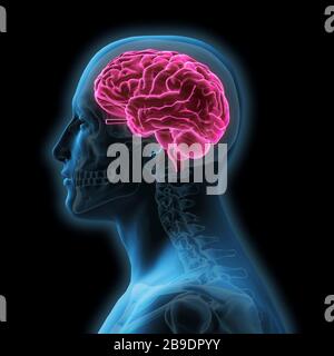 Rendu de profil tridimensionnel de l'homme avec crâne et cerveau rouge isolé. Banque D'Images