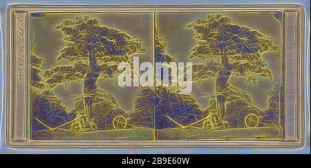 Etude d'arbre, Français, vers 1860, Albumen argent imprimé Banque D'Images