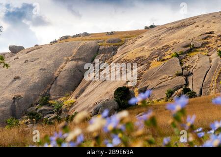 Énorme rocher monolithe appelé Sibebe avec des fleurs bleues comme le premier plan, Eswatini Banque D'Images
