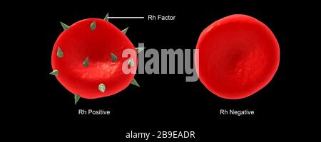 Illustration conceptuelle du facteur RH sur une cellule de sang rouge. Banque D'Images