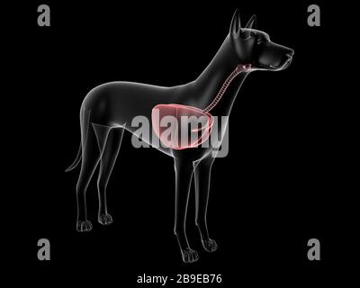 Système respiratoire d'un chien, vue radiologique. Banque D'Images