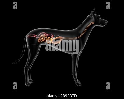 Système digestif d'un chien, vue à rayons X. Banque D'Images