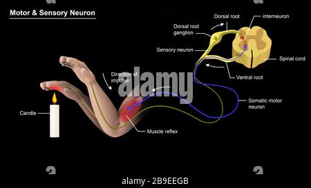 Illustration médicale montrant la structure d'un neurone moteur et d'un neurone sensoriel. Banque D'Images