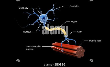 Illustration médicale montrant la structure d'un neurone moteur. Banque D'Images