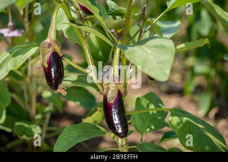 Une fermeture de quelques jeunes aubergines fleuissant et poussant sur la plante dans le jardin. Banque D'Images