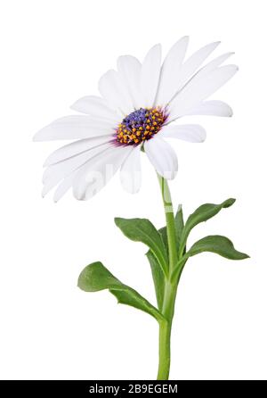 Merveilleux blanc Daisy (Marguerite, Bornholmmargerite) isolé sur fond blanc. Allemagne Banque D'Images