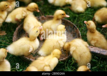 Une foule de petites gaines jaunes près de la gouttière d'alimentation. Oiseau domestique. Banque D'Images