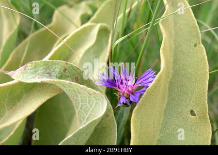 Fleurs et petits animaux de montagnes Banque D'Images