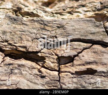 Surface d'un arbre mort Banque D'Images