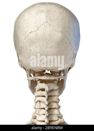 Illustration tridimensionnelle de l'anatomie du crâne humain, vue arrière sur fond blanc Banque D'Images