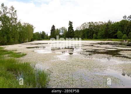 Lac du Haut-Palatinat en Allemagne Banque D'Images