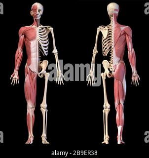 Anatomie des systèmes musclés et squelettiques mâles humains, vues avant et arrière sur fond noir. Banque D'Images