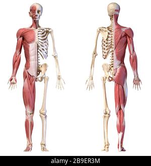 Anatomie des systèmes musclés et squelettiques humains, vues avant et arrière sur fond blanc. Banque D'Images