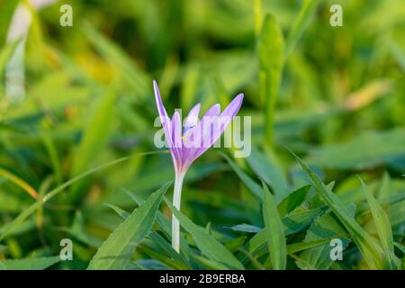 Colchicum autumnale, communément connu sous le nom de crocus d'automne Banque D'Images