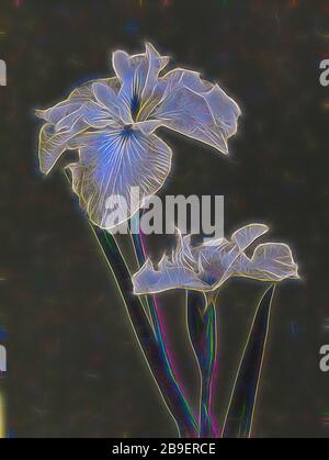 Iris Kæmpferi, Kazumasa Ogawa (Japonais, 1860 - 1929), Yokohama, Japon, 1896, Collotype de couleur manuelle, 27,9 x 20,8 cm (11 x 8 3,16 po, réinventé par Gibon, design de glanissement chaleureux et gai de la luminosité et des rayons de lumière radiance. L'art classique réinventé avec une touche moderne. La photographie inspirée du futurisme, qui embrasse l'énergie dynamique de la technologie moderne, du mouvement, de la vitesse et révolutionne la culture. Banque D'Images