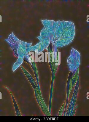 Iris Kæmpferi, Kazumasa Ogawa (Japonais, 1860 - 1929), Yokohama, Japon, 1896, Collotype de couleur manuelle, 26,8 x 20,6 cm (10 9,16 x 8 1,8 po, réinventé par Gibon, design de brillant gai chaleureux de luminosité et de rayonnement de lumière. L'art classique réinventé avec une touche moderne. La photographie inspirée du futurisme, qui embrasse l'énergie dynamique de la technologie moderne, du mouvement, de la vitesse et révolutionne la culture. Banque D'Images
