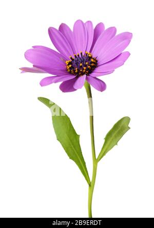 Merveilleux violet Daisy (Marguerite, Bornholmmargerite) isolé sur fond blanc. Allemagne Banque D'Images