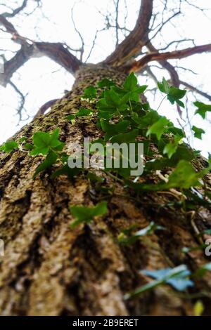 Izy croissance et ramper vers le haut du tronc d'un bel arbre. Les feuilles sont rétroéclairées par la lumière du soleil. Cette vigne est une plante parasitaire. Vue de bas angle Banque D'Images