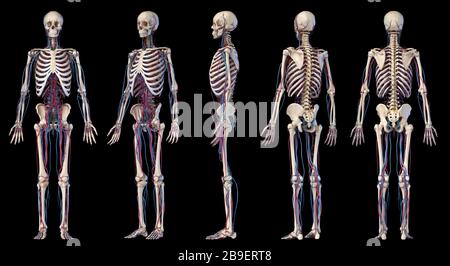 Perspectives multiples des systèmes squelettiques et cardiovasculaires humains, sur fond noir. Banque D'Images