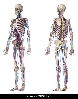 Anatomie du squelette humain avec les veines et les artères, sur fond blanc. Banque D'Images