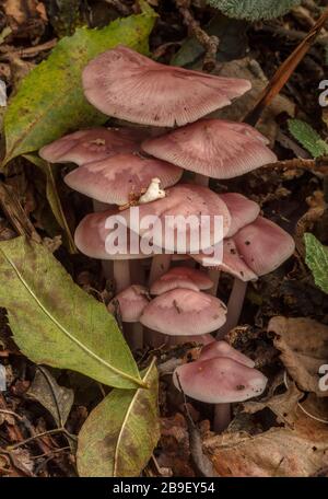 Groupe de champignons de capot Rosy, Mycena rosea dans les bois, Malverns. Banque D'Images