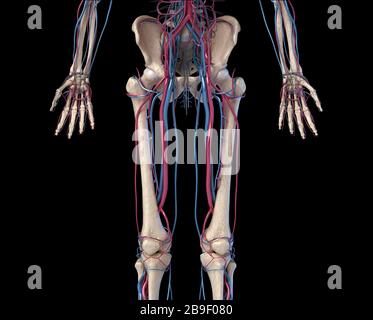 Vue avant de la hanche, des membres et des mains du système squelettique avec les veines et les artères, fond noir. Banque D'Images