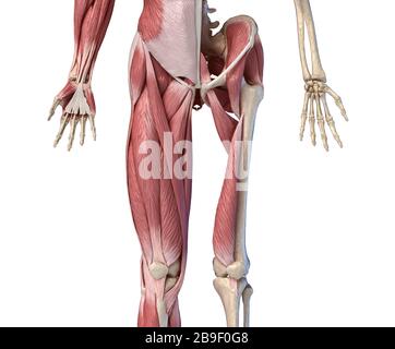 Vue avant en coupe basse des membres humains, de la hanche et du système musculaire, sur fond blanc. Banque D'Images