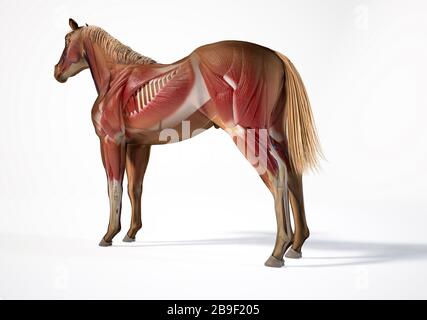 Anatomie musculaire d'un cheval avec effet fantôme. Banque D'Images