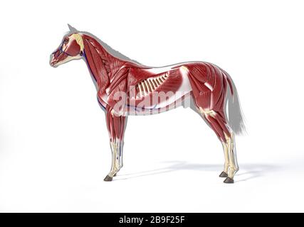 Anatomie musculaire d'un cheval sur une silhouette grise, vue latérale sur fond blanc. Banque D'Images