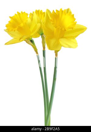 Belles narcisses (Narzissen, Narcisse, Amaryllidaceae) isolées sur fond blanc, chemin de découpe inclus. Allemagne Banque D'Images