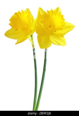 Belles narcisses (Narzissen, Narcisse, Amaryllidaceae) isolées sur fond blanc, chemin de découpe inclus. Allemagne Banque D'Images