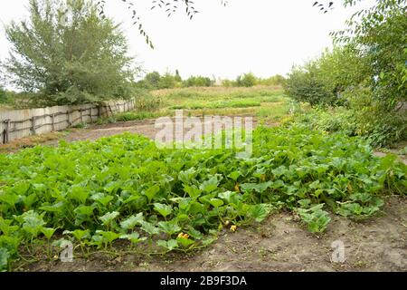 Jardin du village avec fruits et légumes maison. Ferme pour la culture agricole. Banque D'Images