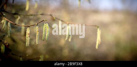 Signes encourageants du printemps, Hazel Catkins commence à s'ouvrir en mars à Nidholm, dans le Yorkshire du Nord. 21/03/20 Banque D'Images