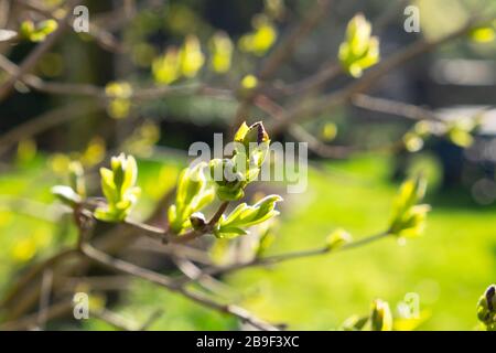 Bourgeons vert vif du buisson lilas au soleil du début du printemps dans un jardin en mars 2020 dans l'ouest du Pays de Galles Grande-Bretagne Europe Royaume-Uni KATHY DEWITT Banque D'Images