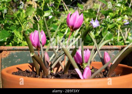 Espèces de mauve roses tulipes en fleur dans un pot en terre cuite dans un jardin de campagne au printemps mars 2020 Carmarthenshire West Wales UK. KATHY DEWITT Banque D'Images