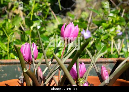 Espèces de mauve roses tulipes en fleur dans un pot en terre cuite dans un jardin de campagne au printemps mars 2020 Carmarthenshire West Wales UK. KATHY DEWITT Banque D'Images