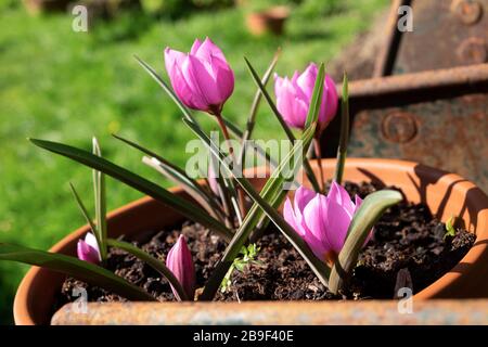 Espèces de mauve roses tulipes en fleur dans un pot en terre cuite dans un jardin de campagne au printemps mars 2020 Carmarthenshire West Wales UK. KATHY DEWITT Banque D'Images