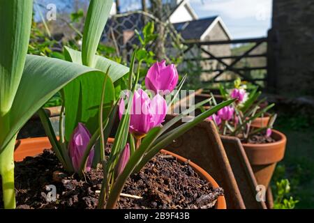 Espèces de mauve roses tulipes en fleur dans un pot en terre cuite dans un jardin de campagne au printemps mars 2020 Carmarthenshire West Wales UK. KATHY DEWITT Banque D'Images