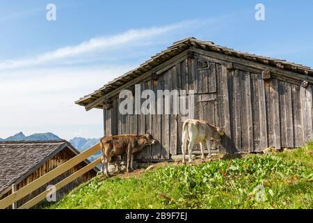 Vaches sur l'Alp, Montafon, Autriche Banque D'Images