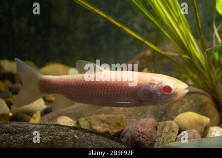 Grass Carp, Ctenopharyngodon idella, albino adulte, Notinghamshire, mars Banque D'Images