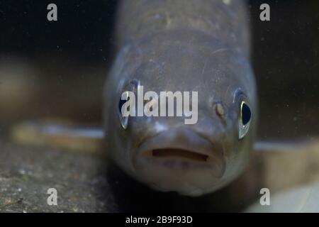 Chub, Squalius cephalus, headshot, notinghamshire, mars Banque D'Images