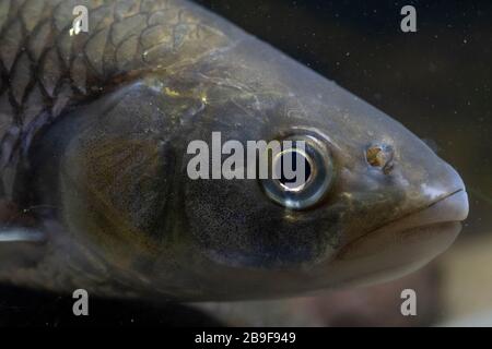 Chub, Squalius cephalus, headshot, notinghamshire, mars Banque D'Images