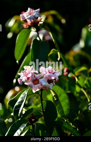 Strophanthus pourtus blanc, pinkish à des fleurs violettes Banque D'Images