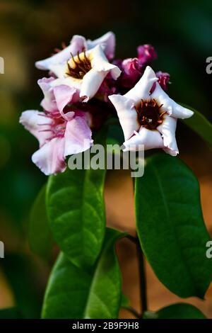 Strophanthus pourtus blanc, pinkish à des fleurs violettes Banque D'Images
