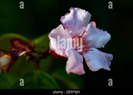 Strophanthus pourtus blanc, pinkish à des fleurs violettes Banque D'Images