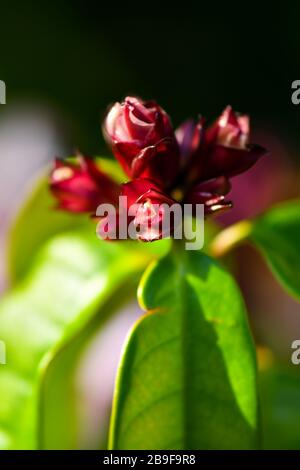 Strophanthus pourtus blanc, pinkish à des fleurs violettes Banque D'Images