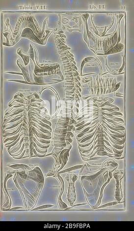 Lib. II., Tabula VII, Lib. II. Adriani Spigelii Bruxellensis equite D. Marci, Olim in Patavino gamio anatomiae et chirgugiae professoris primarii Opera qui existe, omnia, Aselli, Gaspésie, Bucretius, Daniel, d. 1631, Fialetti, Odoardo, 1573-1638, Harvey, William, 1578-1657, Spiegel, Adriaan van de, 1578-1625, Valesio, Francesco, n. CA. 1560, Walaeus, Johannes, 1604-1649, van der Linden, Johannes Antonides, 1609-1664, Gravure, 1645, plaque 7, page 23, repensée par Gibon, design de gaie chaleureuse de luminosité et de rayonnement de lumière. L'art classique réinventé avec une touche moderne. Phot Banque D'Images