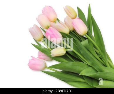 Magnifiques tulipes (famille Lily, Liliaceae) isolées sur fond blanc, y compris le chemin de découpe sans ombre. Allemagne Banque D'Images