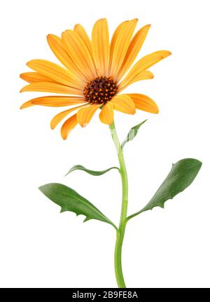 Daisy coloré (Marguerite, Bornholmmargerite) isolé sur fond blanc, Allemagne Banque D'Images