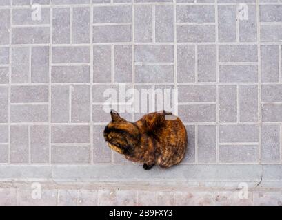 tortoiseshell chat se trouve sur une vue sur la chaussée d'en haut. Beaucoup de copyspace sur la chaussée. Banque D'Images